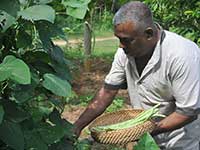 Harvesting our produce