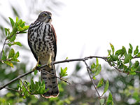 Shikra at Bundala NP