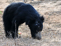 Sloth Bear at Yala NP